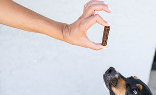 Unleash the Genius in Your Pup: Three Tricks to Teach Using Butcher's Naturals Treats