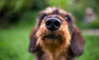 Sniffing Out the Truth: How a Dog's Nose Knows Real Meat from Fillers
