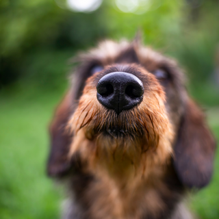 Sniffing Out the Truth: How a Dog's Nose Knows Real Meat from Fillers