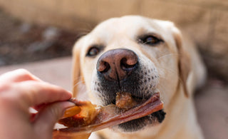 Maximize Your Dog's Delight with Butcher's Naturals Nutritious Treats!