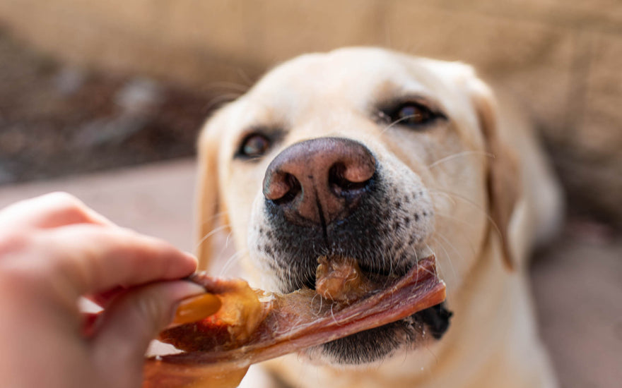 Maximize Your Dog's Delight with Butcher's Naturals Nutritious Treats!