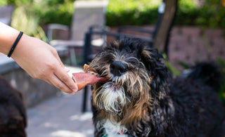 Wholesome Treats: Why Clean Ingredients & Transparent Sourcing Matter for Your Pup