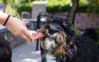 Wholesome Treats: Why Clean Ingredients & Transparent Sourcing Matter for Your Pup