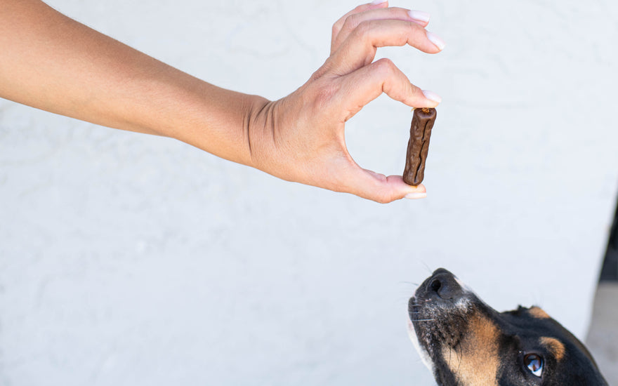 Unleash the Genius in Your Pup: Three Tricks to Teach Using Butcher's Naturals Treats